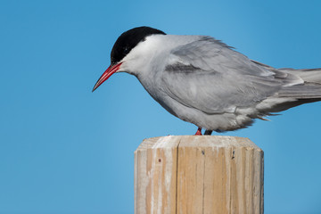 Wall Mural - Artic Tern at Jokusarlon glacier lake in Iceland