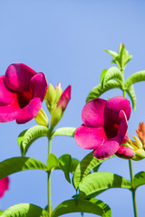 Poster - Blooming hot pink flowers against blue sky on sunny summer. 