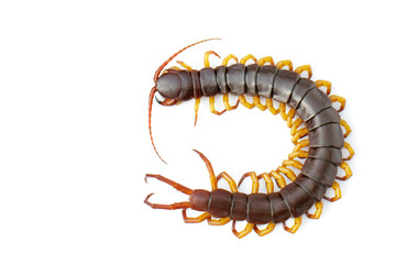 Wall Mural - Image of centipedes or chilopoda isolated on white background. Animal. Poisonous animals.