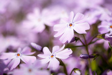 Close Up Purple Flowers Purple Summer 