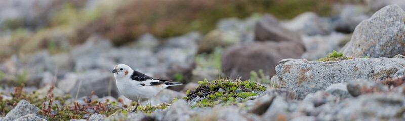 Wall Mural - The snow bunting (Plectrophenax nivalis) is a passerine bird in the family Calcariidae