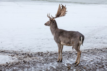 Male Fallow Deer (Dama Dama) In A Winter Landscape