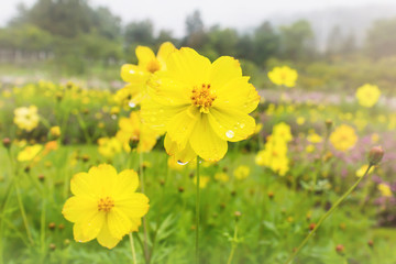 Wall Mural - Cosmos flower field after rain in nature background of mountain and forest, rain water drop on yellow cosmos flower