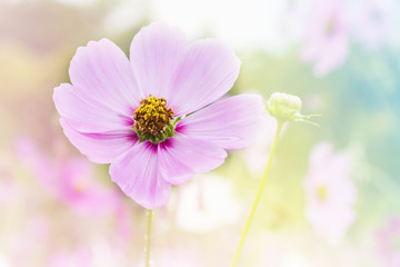 pink cosmos flower in cosmos field in romantic dreamy colour mood background with copy space