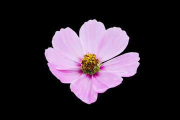 Wall Mural - Isolated pink cosmos flower on black background with clipping path