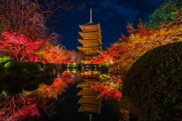 Wall Mural - 京都　東寺の紅葉　夜景　