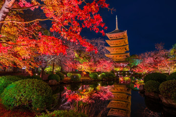 Wall Mural - 京都　東寺の紅葉　夜景