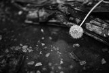 Fototapeta Dmuchawce - Dmuchawiec czarno biały kolor na drzewie