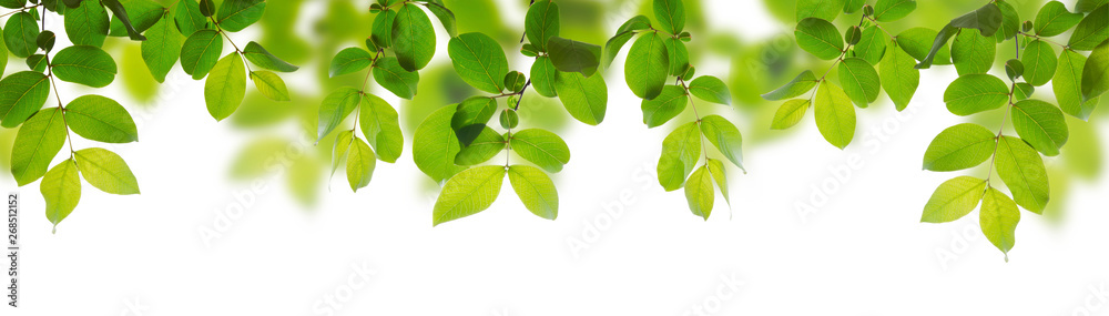 Green leaves isolated on a white background - obrazy, fototapety, plakaty 