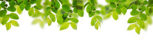 Green Leaves Isolated On A White Background