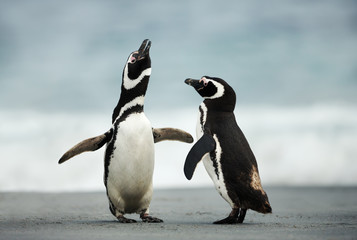 Wall Mural - courtship display of magellanic penguins
