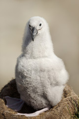 Wall Mural - young black-browed albatross chick sitting in its mud cup nest