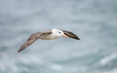 Wall Mural - close up of a black-browed albatross in flight