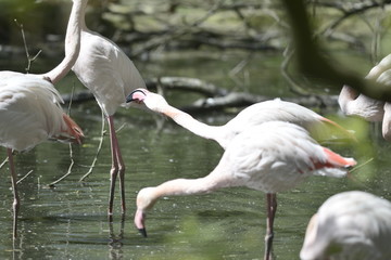 Wall Mural - flamingo in zoo