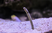 Sand Eel Closeup In Dubai Mall Aquarium.