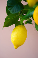 Wall Mural - Yellow lemon fruit growing on a tree