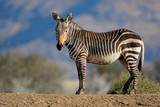 Fototapeta Zebra - Cape mountain zebra (Equus zebra) in natural habitat, Mountain Zebra National Park, South Africa.