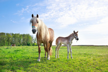 Horse With Foal On Pasture And Blue Sky