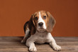Cute little beagle puppy lying on a wooden floor on an orange background