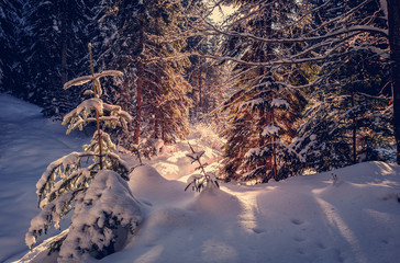 Fantastic winter forest landscape. Icy snowy fir trees glowin in sunlight. winter holiday concept. travel happy day. wonderland in winter. background in postcard. creative artistic image