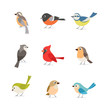 Set of colorful birds isolated on white background 