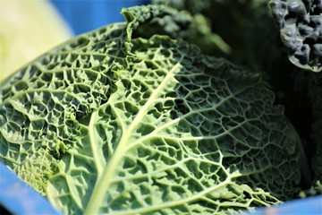 closeup of green leaf