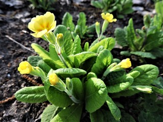 Wall Mural - yellow flowers in the garden