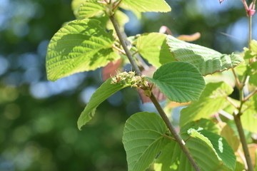 Poster - Spike winter hazel fruits and leaves