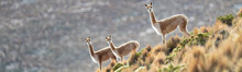 Curious Group Of Vicuñas In The Bolivian Altiplano