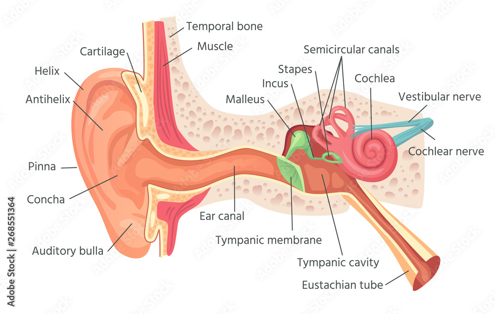 Human ear anatomy. Ears inner structure, organ of hearing vector illustration - obrazy, fototapety, plakaty 