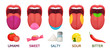 Tongue taste areas. Sweet, bitter and salty tastes. Umami and sour taste receptors diagram cartoon vector illustration