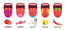 Tongue Taste Areas. Sweet, Bitter And Salty Tastes. Umami And Sour Taste Receptors Diagram Cartoon Vector Illustration
