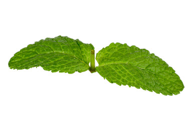 Mint leaves isolated on white background..