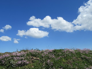 Wall Mural - West coast of Guernsey 