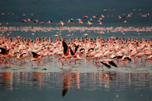 Flamingos At Lake Nakuru