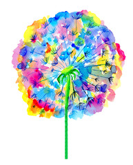 Colorful watercolor dandelion illustration. Hand painted flower isolated on white background. 