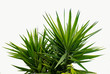 Palm isolated on white background.