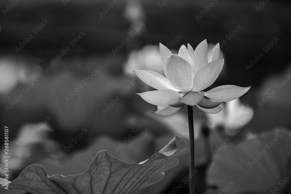 In the context of virtual reality, lotus blooming in summer, black-and-white monochrome creative feature - obrazy, fototapety, plakaty 