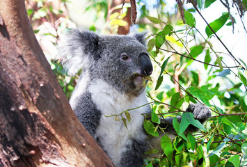 Wall Mural - Young Koala Bear Eating Eucalyptus leave in a tree