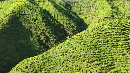 Wall Mural - Tea plantation footage from aerial drone 