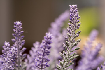 purple lavender flower close up