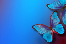 Shades Of Blue. Blue Abstract Blurred Background. Blue Butterflies Morpho On A Blurred Blue Background. Copy Spaces   