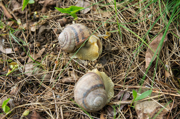 Wall Mural - Snail Helix albescens in the nature.