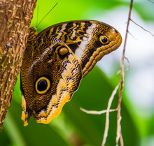 Macro Closeup Of A Forest Giant Owl Butterfly Sitting A Tree Trunk, Beautiful Tropical Insect From America