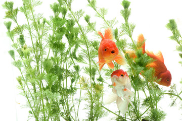 Wall Mural - Goldfish carassius auratus background aquatic plants