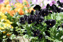 Pansy - Viola X Wittrockiana. Dark Purple  Color.