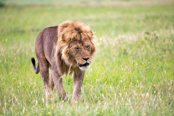 Poster - A big male lion is walking in the savannah