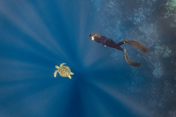 Wall Mural - Free diver dives with a green sea turtle in the deep blue ocean