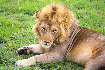 Poster - A big lion lies in the grass in the middle of the landscape of a savannah in Kenya