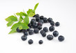 Owoce borówki z liśćmi blueberry